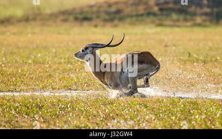 Antilope läuft auf Wasser, umgeben von Spritzern. Botswana. Okavango Delta. Stockfoto