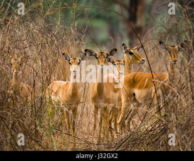 Eine Gruppe von Antilopen, die im Gras stehen. Botswana. Okavango Delta. Stockfoto