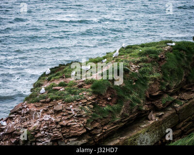 Möwen ruhen auf den Klippen der RSPB Reserve bei St. Bees Head, Cumbria, England Stockfoto