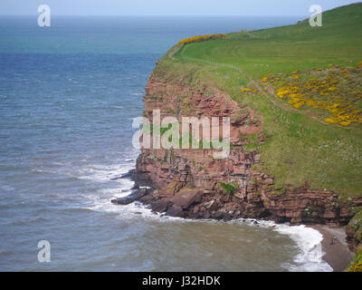 Die Felswand und Weg von Küste zu Küste St. Bees Head und Fleswick Bay, Cumbria, England Stockfoto