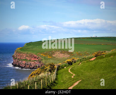 Die Felswand und Weg von Küste zu Küste St. Bees Head und Fleswick Bay, Cumbria, England Stockfoto