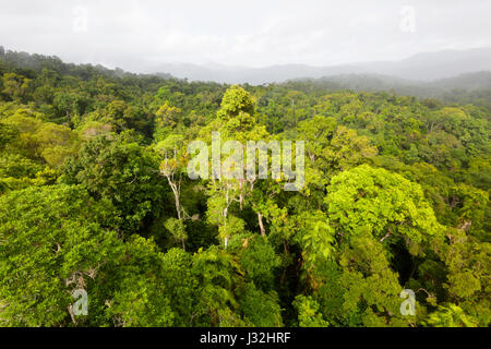 Unberührten tropischen Regenwaldes von Skyrail, in der Nähe von Cairns, Far North Queensland, FNQ, QLD, Australien gesehen Stockfoto