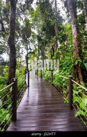 Boardwalk durch tropischen Regenwald bei Red Peak Station, Skyrail Rainforest Seilbahn, Cairns, Far North Queensland, FNQ, QLD, Australien Stockfoto