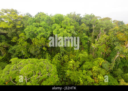 Unberührten tropischen Regenwaldes von Skyrail, in der Nähe von Cairns, Far North Queensland, FNQ, QLD, Australien gesehen Stockfoto