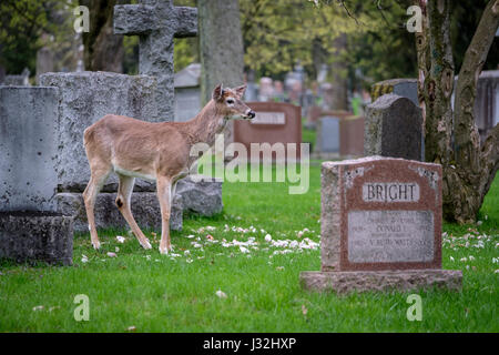 Junge männliche weiß - angebundene Rotwild (Odocoileus Virginianus), buck, stehend in einer Wiese, grasgrün, ein Tier, Friedhof, London, Ontario, Kanada. Stockfoto