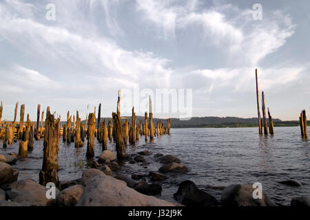 Holzpfähle alte Pier von Zeit und Felsbrocken am Columbia River zerstört aus Wasser kleben als Symbol und Rest der alten Zeit erfolgreiches Leben Stockfoto