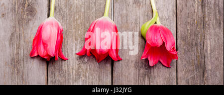 Horizontale Banner der drei rote Tulpen in einer Reihe auf Holz- Hintergrund Stockfoto