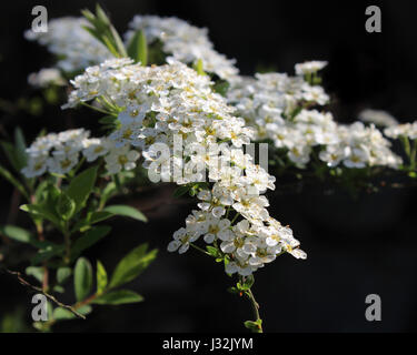 Die schönen weißen farbigen Frühling Blumen Garten Strauch Spiraea Mischpflanzungen "Brautkranz", vor einem dunklen Hintergrund. Stockfoto