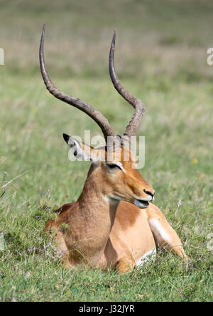 Ein männlicher Impala-Antilopen (Aepyceros Melampus) liegt im grünen Rasen. OL Pejeta Conservancy Stockfoto