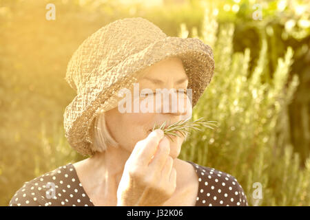 Ältere Dame mit Strohhut in ihrem Garten genießen der intensive Duft ihrer homegrown Rosmarin im goldenen Licht eines sonnigen Tages im Sommer oder Herbst Stockfoto