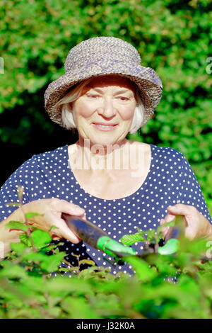 Lächelnde ältere Frau mit einem Strohhut Schneiden der Hecke von ihrem Garten Hof an einem sonnigen Sommertag, Freude an der Gartenarbeit Konzept Stockfoto