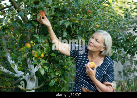 Lächelnde ältere Frau in einem blauen gepunktetes Kleid Kommissionierung reife Äpfel von einem Baum in ihrem Garten Hof, aktiven und gesunden Ruhestand Konzept Stockfoto