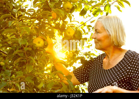 Ältere Frau pflücken Äpfel von einem Baum in ihrem Garten Hof im goldenen Licht eines sonnigen Sommernachmittag, aktiven und gesunden Ruhestand Konzept Stockfoto