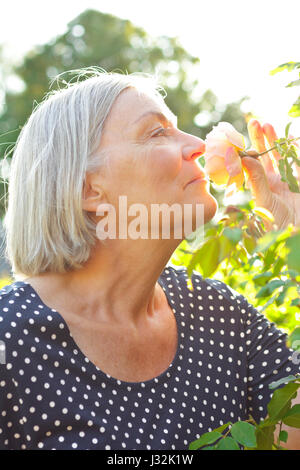 Frau mit grauen Haaren in ihrem Garten genießen den Duft einer Rose Blume auf das glorreiche Licht auf einen warmen und sonnigen Sommer morgen Stockfoto