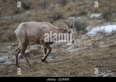 Rocky Mountain Bighorn Sheep / Dickhornschaf (Ovis Canadensis), weibliche Erwachsene, Ende des Winters, zu Fuß durch Wiesen, Grand Teton National Park, W Stockfoto