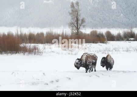 Amerikanische Bisons / Amerikanische Bisons (Bison Bison) unter harten Winterbedingungen Eis bedeckt, zu Fuß durch den Schnee, Lamar Valley, Yellowstone, W Stockfoto