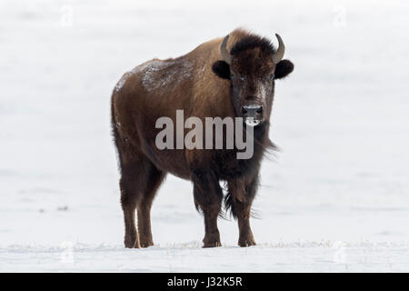 American Bison / Amerikanischer Bison (Bison Bison) im Winter, Erwachsene, stehend auf schneebedeckten Offenland, Ebenen, Steppe, Grasland, beobachten, Yello Stockfoto