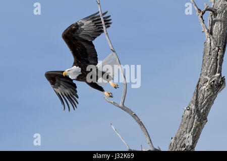 Weißkopf-Seeadler / Weisskopfseeadler (Haliaeetus Leucocephalus), an einem schönen Wintertag Erwachsenen ausziehen aus Pappel Baum, Yellowstone, Montana, USA. Stockfoto