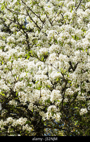 Blühender Birnbaum im Frühjahr weiße Blüten Stockfoto