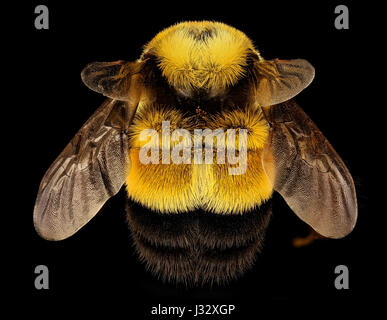 Bombus Affinis, Königin, Racine, wi, LW Macior 1965 wieder 2017-01-26-1223 32539693186 o Stockfoto