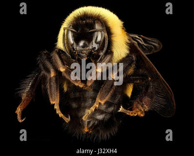 Bombus Affinis, Königin, Racine, wi, LW Macior 1965 vor 2017-01-26-1247 32201345860 o Stockfoto