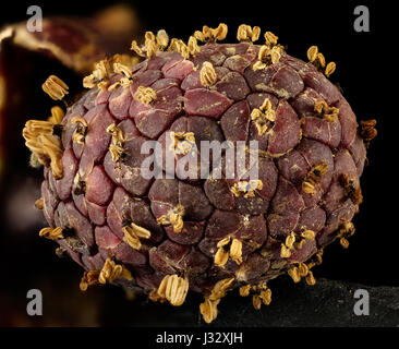 Eine Nahaufnahme der Spadixfloreszenz von Symplocarpus foetidus, auch bekannt als Skunk-Kohl. Diese Pflanze zeichnet sich durch ihre großen, einzigartigen Blüten aus, die aus einer fleischigen Spatel hervorgehen, die typisch für Feuchtgebiete ist. Stockfoto