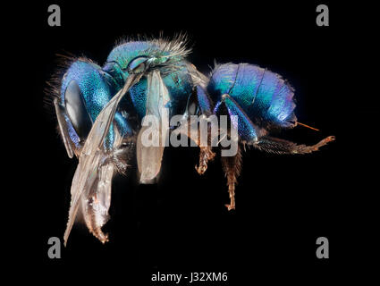 Dieses Bild zeigt die weibliche Osmia bruneri, eine Art von freimaurerbiene, die am 20. November 2015 im Lincoln County, Wyoming, fotografiert wurde. Das Insekt wird in seiner natürlichen Umgebung gezeigt und bietet eine Nahaufnahme seiner physischen Merkmale. Stockfoto