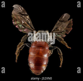 Ein Foto, aufgenommen am 22. August 2014, von der Art *Sphecodes ranunculi*, allgemein bekannt als Ranunkelbiene, in einem natürlichen Lebensraum entlang einer Straße in New York. Das Bild zeigt das unverwechselbare Aussehen der Biene und ihre Rolle bei der Bestäubung. Stockfoto