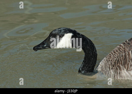 Kanadagans (Branta Canadensis), Manitoba, Kanada Stockfoto