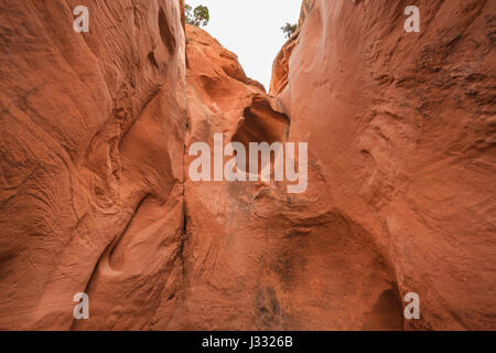 Bighorn Canyon in der Harris-Waschbecken in der Nähe von Escalante, utah Stockfoto