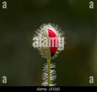 Teilweise geöffneten Blüte Knospe von Field poppy Stockfoto