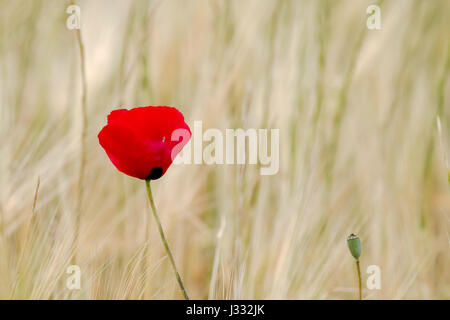 Leuchtend rote Feld poppy gegen hellen Hintergrund. Stockfoto