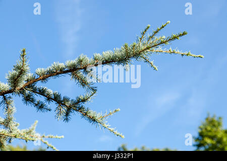 Blaue Atlaszeder, Cedrus Atlantica Hastata Gruppe, England, Großbritannien Stockfoto