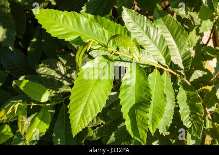 Edelkastanie (Castanea sativa) Blätter, England, Großbritannien Stockfoto