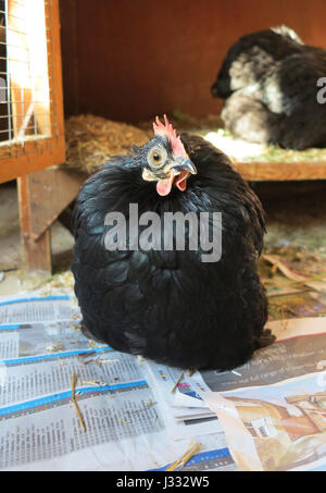 Kleine schwarze Huhn (Gallus gallus domesticus) auf Zeitung drinnen an einer britischen Animal Sanctuary sitzen Stockfoto