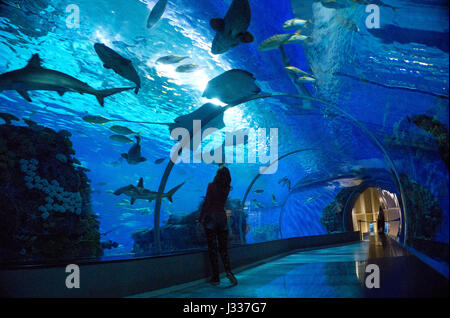 Frau stehend in Den Blå Planet Aquarium Tunnel in Kopenhagen, Dänemark Stockfoto