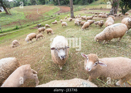 Schließen Sie Fokus auf ein Schaf, braunen Fell in der Gruppe von Schafen innen abfallenden Bergbauernhof mit Rasen bedeckt. Stockfoto