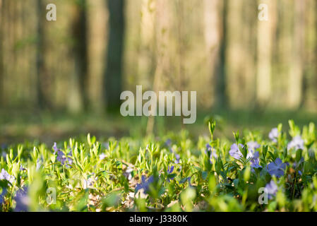 violetten Blüten Ilesser Pervinkle im Wald Stockfoto