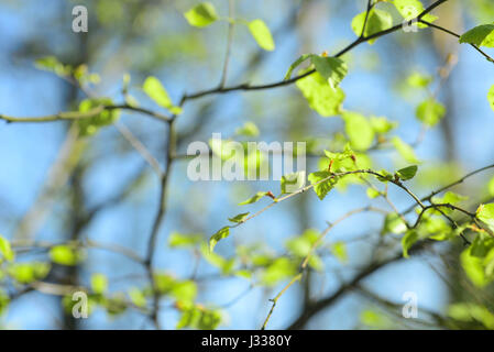 frische Frühlingsluft Birke Blätter am Zweig Stockfoto