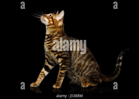 Toyger Katze auf isolierte schwarzer Hintergrund Stockfoto