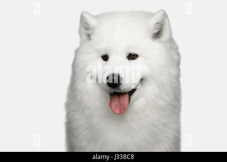 Samoyed Hund isoliert auf weißem Hintergrund Stockfoto