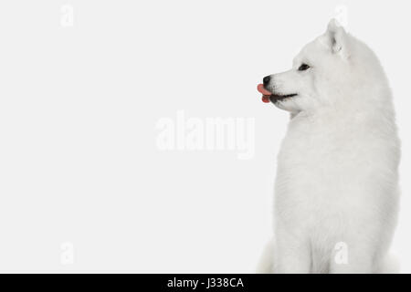 Samoyed Hund isoliert auf weißem Hintergrund Stockfoto