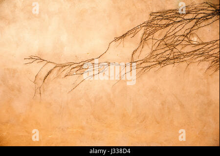 Creeper an einer Grunge orange Wand für Ihre Hintergründe Stockfoto