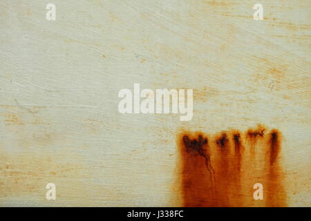 Pilz auf Zement Wand Hintergrund. Stockfoto