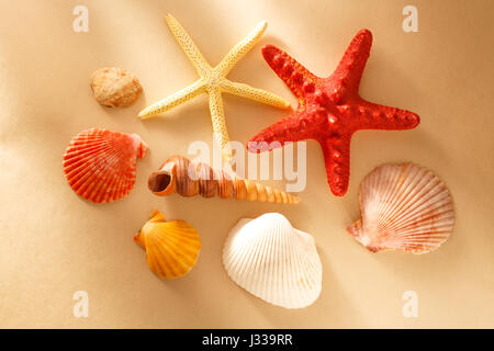 Sammlung von Muscheln und Stars in Nahaufnahme Stockfoto