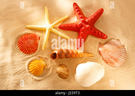 Sammlung von Muscheln und Stars in Nahaufnahme Stockfoto