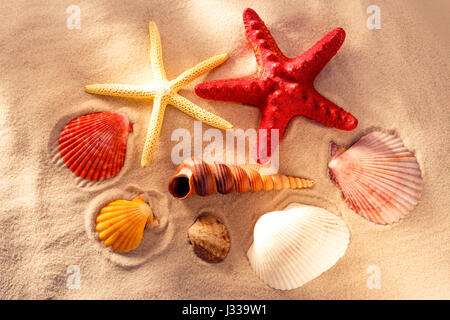 Sammlung von Muscheln und Stars in Nahaufnahme Stockfoto