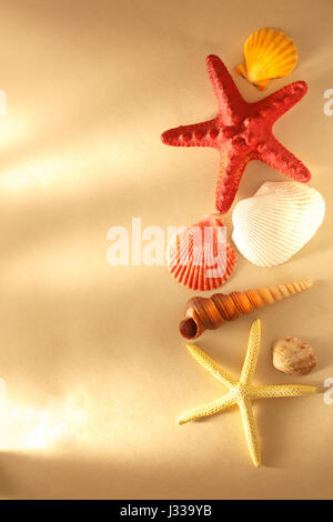 Sammlung von Muscheln und Stars in Nahaufnahme Stockfoto