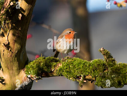 Rotkehlchen (Erithacus Rubecula), Leighton Moss RSPB reserve, Lancashire. Stockfoto