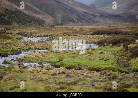 Langden Brook, Landgen und Sykes fiel, Dunsop Bridge, Lancashire. Stockfoto